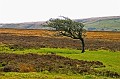 6852_schiefer baum 
